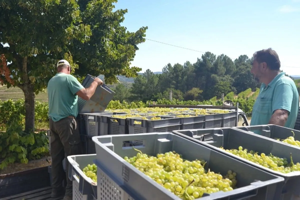 Valle del Duero con Cata de Vino en 3 Bodegas y Almuerzo