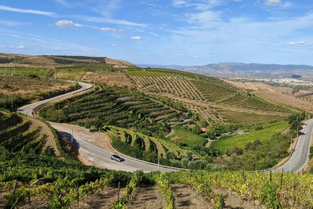 Valle del Duero con Cata de Vino en 3 Bodegas, Almuerzo y Recogida