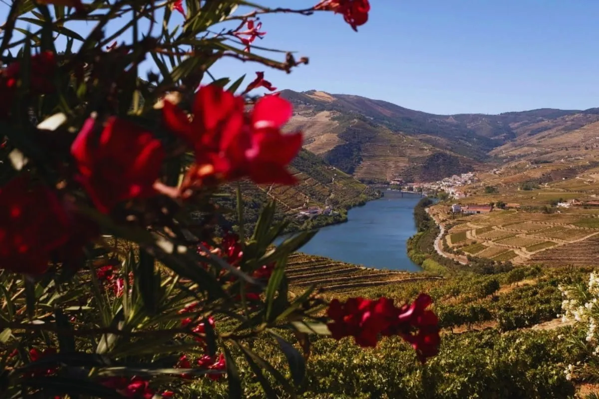 Valle del Duero con Cata de Vino en 3 Bodegas